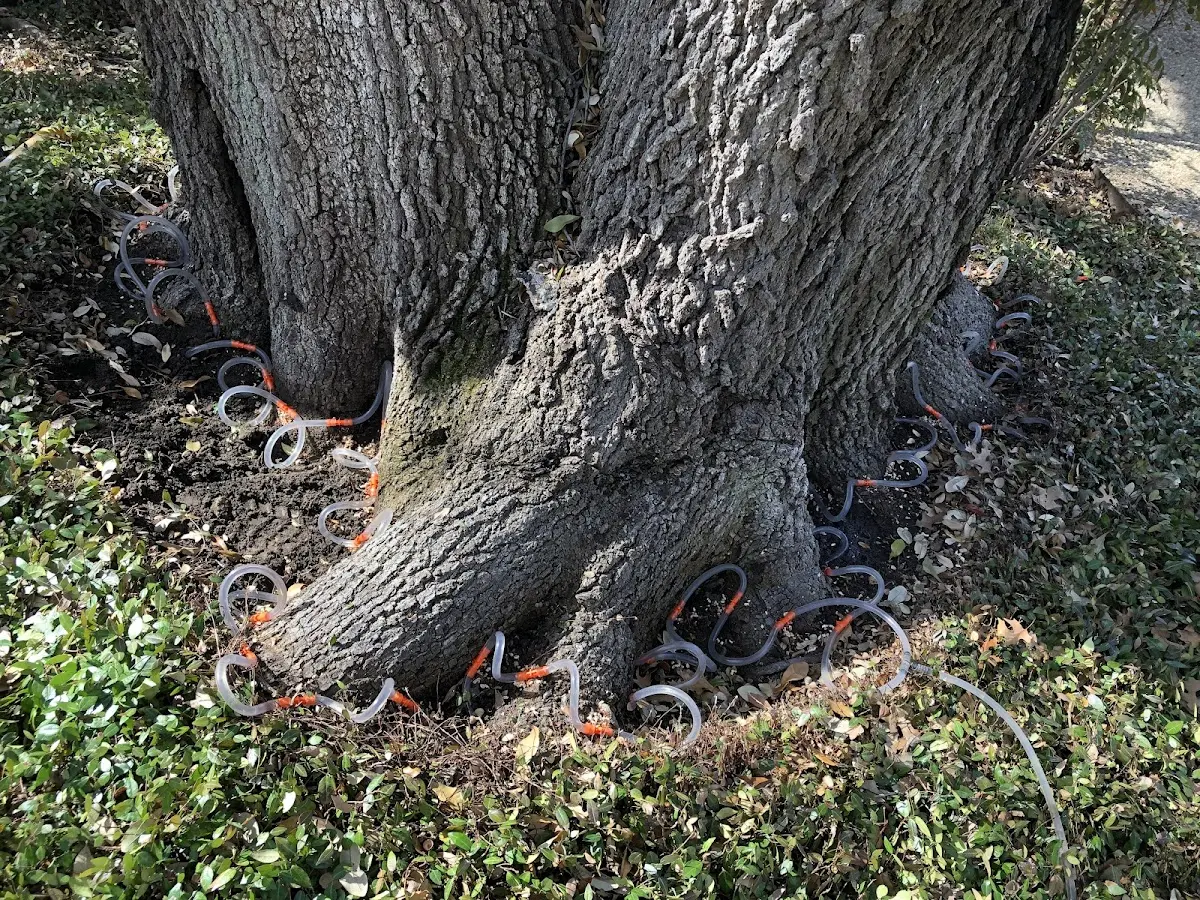 Detailed Tree Cabling and Bracing job site in Granite Quarry